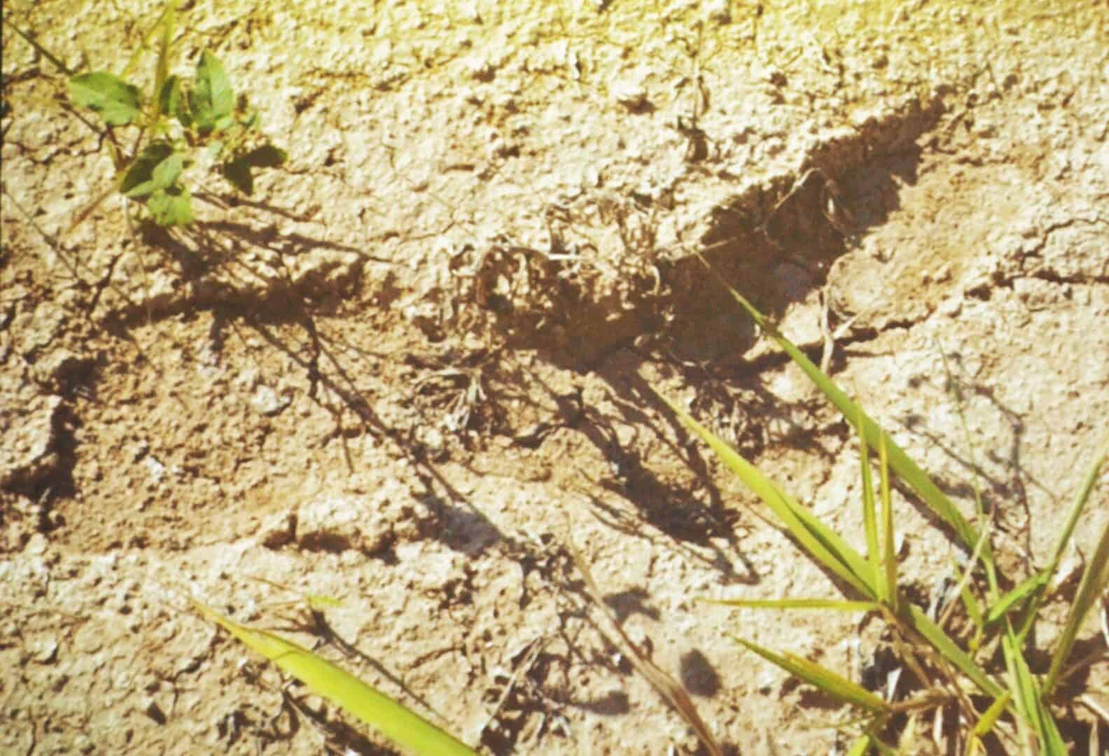 Aislado-Sandalenspur-3|Aislados2019-21-1-3