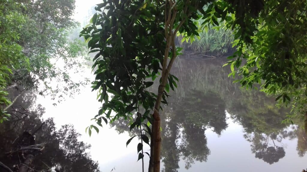 Malaysia Kein Umweltschutz ohne indigene Völker