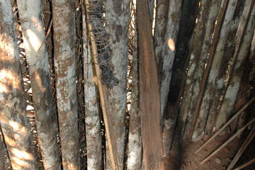 Resin-torch-and-stake-made-by-The-last-of-his-tribe-found-by-FUNAI-in-his-house-Tanaru-territory-Rondonia-state-Brazil.-©-Fiona-WatsonSurvival|Vilhena_026|1280px-Fires_and_Deforestation_on_the_Amazon_Frontier_Rondonia_Brazil_-_August_12_2007N|Tanaru-TI.|Tanaru-TI.-1