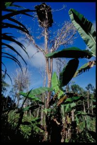 papua_67_20080617_1230087380